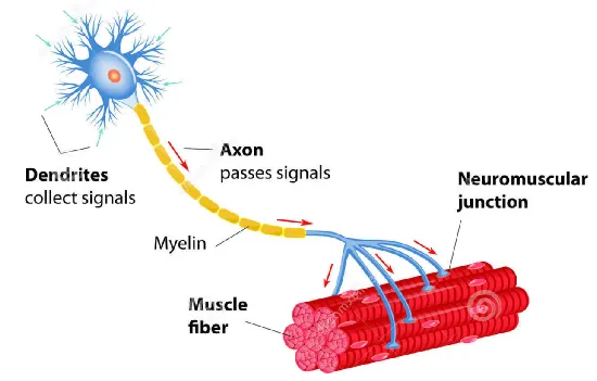 Motor Neuron.png