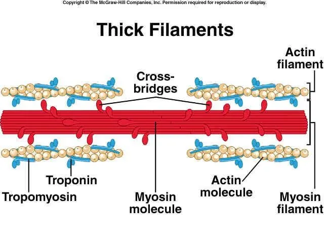 Actin and Myosin.jpg