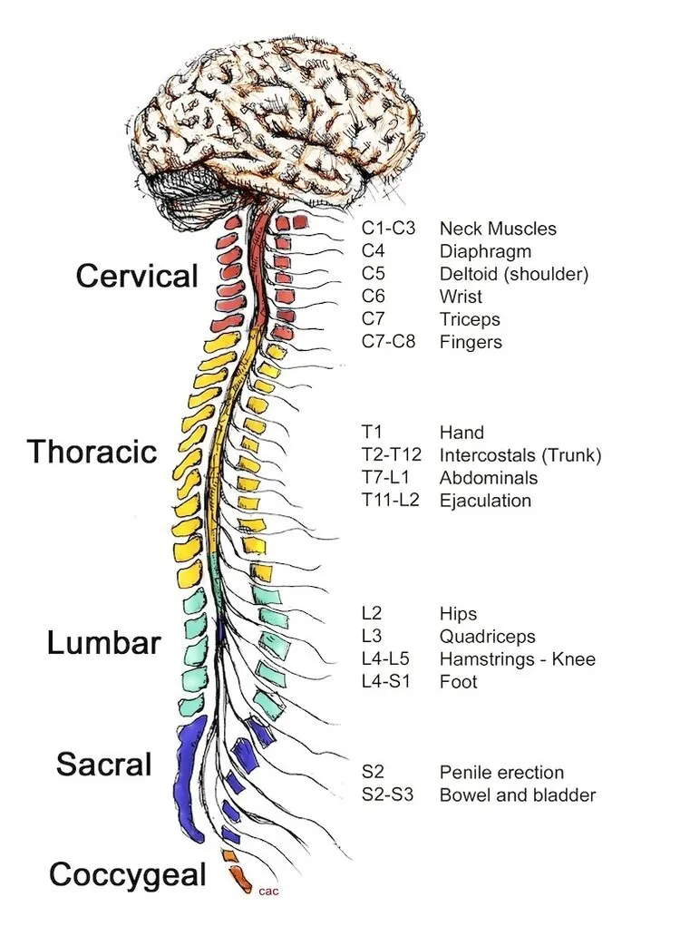 https://www.christopherreeve.org/living-with-paralysis/health/how-the-spinal-cord-works