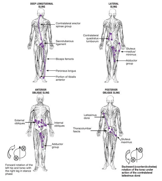 https://www.acefitness.org/certifiednewsarticle/3226/cutting-edge-training-the-fascial-network-part-2/