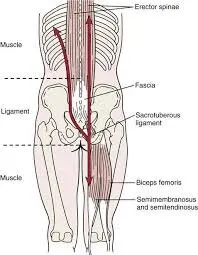 https://www.facebook.com/NeuroKineticTherapy/posts/the-deep-longitudinal-subsystem-dls-consists-of-the-peroneus-longus-tibialis-ant/10157885587500180/