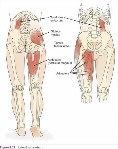 https://www.healthwisecarecenter.com/single-post/2019/01/10/The-Lateral-Subsystem