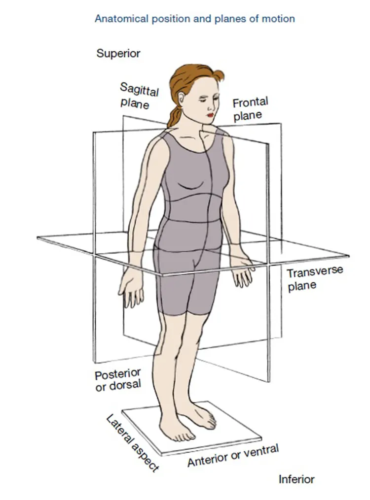 https://www.acefitness.org/fitness-certifications/ace-answers/exam-preparation-blog/2863/the-planes-of-motion-explained/