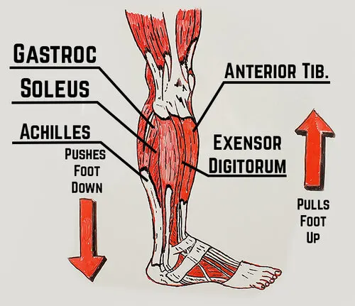 Ankle Diagram.jpg